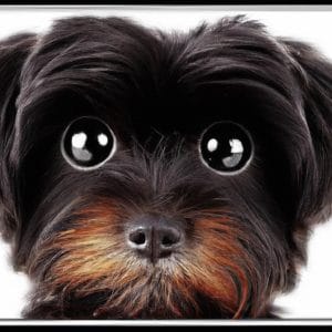 Rasa Maltipoo în filme și televiziune: cele mai faimoase apariții