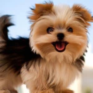 Este Maltipoo potrivită pentru tine? Avantaje și provocări ale acestei rase