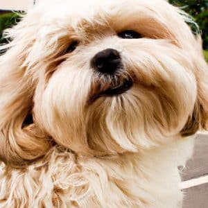 Ce trebuie să știi înainte de a cumpăra un Maltipoo?