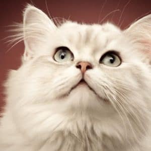 How quickly does a Maltipoo learn new tricks and commands?