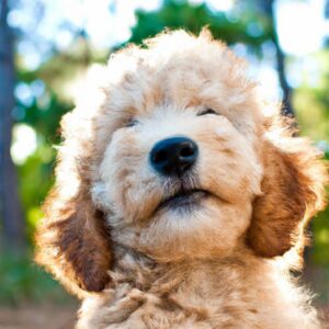 Tot ce trebuie să știi despre Goldendoodle: temperament, îngrijire și stil de viață