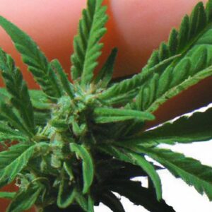 Nivelul de energie al unui Goldendoodle: câtă mișcare are nevoie zilnic?