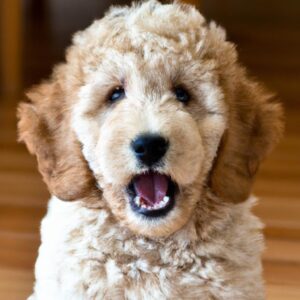 Sfaturi pentru prima săptămână cu un Goldendoodle în casă