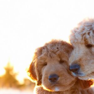 Câini de familie: de ce Goldendoodle este (sau nu) o alegere bună