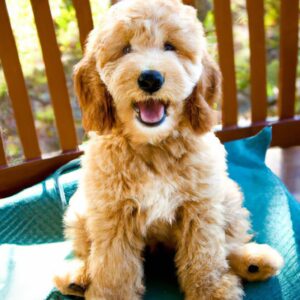 Goldendoodle este un câine ideal pentru persoanele ocupate?