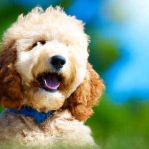 Is the Goldendoodle an independent dog or does it need a lot of attention?
