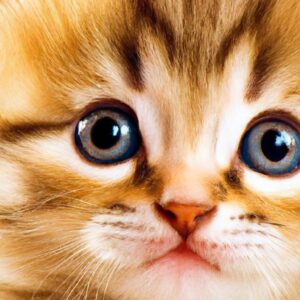 Cât de repede învață un Cavapoo trucuri și comenzi noi?