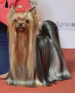 Este Yorkshire Terrier potrivită pentru tine? Avantaje și provocări ale acestei rase