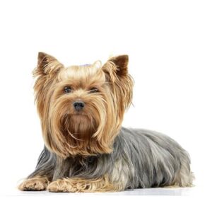 How prone is the Yorkshire Terrier to health problems? What you need to know