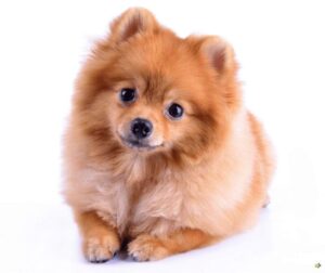 Este Pomeranian predispus la alergii? Semne și soluții