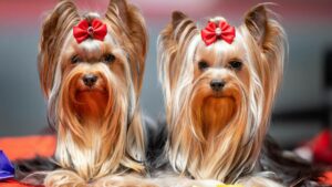 Câini celebri din rasa Yorkshire Terrier: povești fascinante