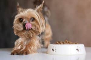 Come mantenere il peso ottimale di uno Yorkshire Terrier e prevenire l'obesità