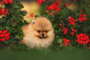 Is the Pomeranian a protective dog? Guarding and defense instincts