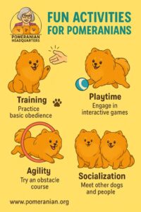 Best activities for a Pomeranian: how to keep him happy and active