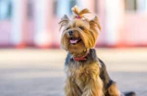 Lo Yorkshire Terrier è soggetto ad allergie? Segni e soluzioni