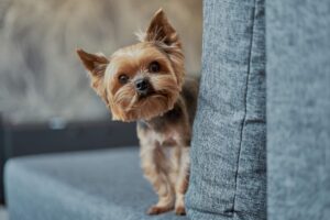 Este Yorkshire Terrier potrivită pentru apartament sau are nevoie de curte?
