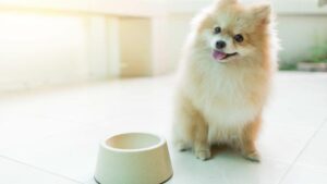 Hrana ideală pentru un Pomeranian: ce trebuie să conțină dieta perfectă