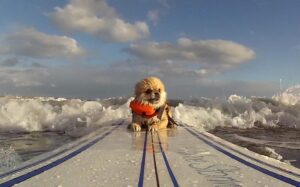 Cum să călătorești cu un Pomeranian: sfaturi pentru drumuri fără stres