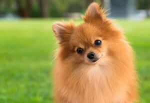 Ce trebuie să știi înainte de a cumpăra un Pomeranian?