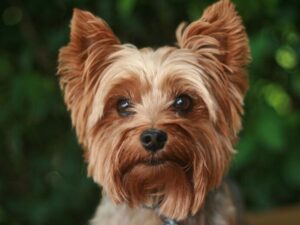 Cele mai bune exerciții pentru a menține un Yorkshire Terrier sănătos și fericit