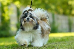 How smart is a Shih Tzu? Training level and learning ability