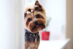Poate fi Yorkshire Terrier un câine de terapie sau suport emoțional?