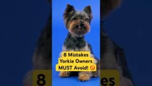 Cele mai frecvente greșeli în dresajul unui Yorkshire Terrier și cum să le eviți