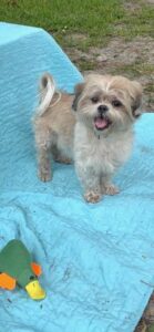 Adoptă sau cumpără un Shih Tzu? Avantaje și dezavantaje