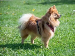 Cât de inteligent este un Pomeranian? Nivel de dresaj și capacitate de învățare