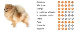 Cani di Pomerania famosi: storie affascinanti