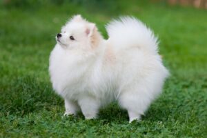 Este Pomeranian un câine independent sau are nevoie de multă atenție?
