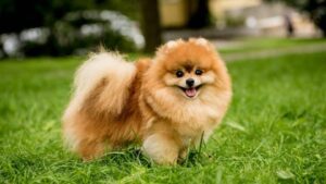 How much does it cost to maintain a Pomeranian per year? Estimated budget