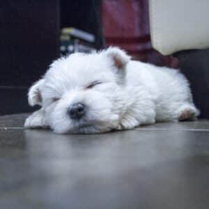 Cum să alegi un crescător responsabil atunci când cumperi un Westie