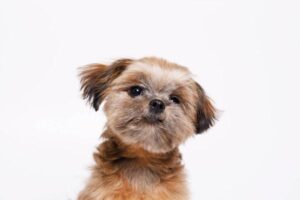 Nivelul de energie al unui Shih Tzu: câtă mișcare are nevoie zilnic?