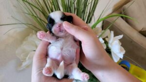 Sfaturi pentru prima săptămână cu un Shih Tzu în casă