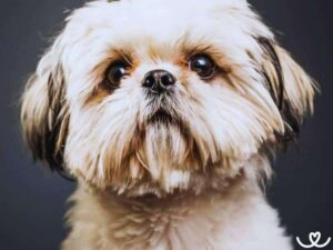 Cum să menții greutatea optimă a unui Shih Tzu și să previi obezitatea