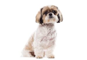 Este Shih Tzu potrivită pentru apartament sau are nevoie de curte?