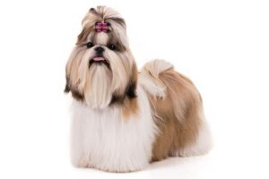 Este Shih Tzu potrivită pentru tine? Avantaje și provocări ale acestei rase