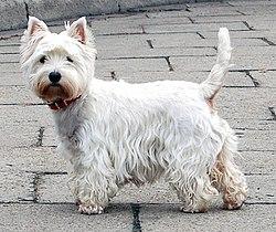 Is the Westie an independent dog or does it need a lot of attention?