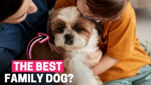 Cum se comportă un Shih Tzu cu copiii și alte animale?