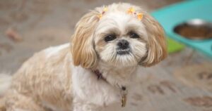 Shih Tzu este un câine ideal pentru persoanele ocupate?