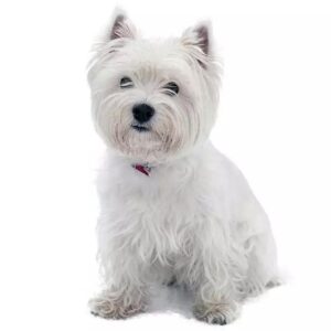 Cât de ușor se adaptează Westie la viața în oraș sau la sat?