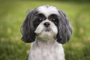 5 lucruri uimitoare despre Shih Tzu pe care nu le știai
