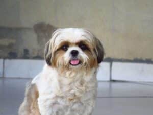 Tot ce trebuie să știi despre Shih Tzu: temperament, îngrijire și stil de viață