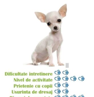 Nivelul de energie al unui Chihuahua: câtă mișcare are nevoie zilnic?