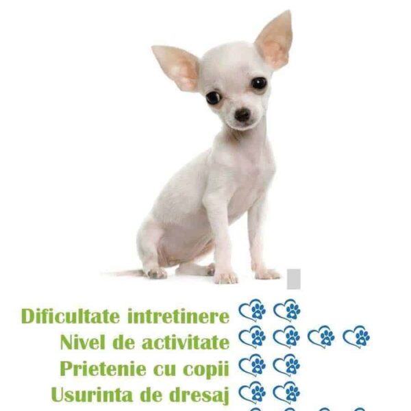 Nivelul de energie al unui Chihuahua: câtă mișcare are nevoie zilnic?