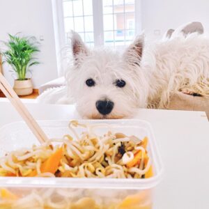 Hrana ideală pentru un Westie: ce trebuie să conțină dieta perfectă