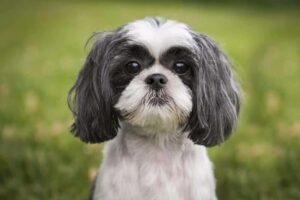 Câini celebri din rasa Shih Tzu: povești fascinante