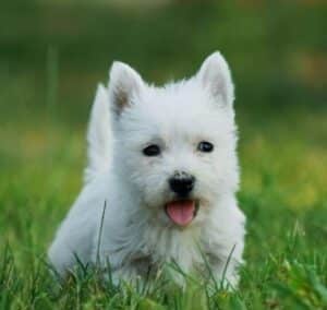 Westie vs. alte rase similare: ce îl face unic?