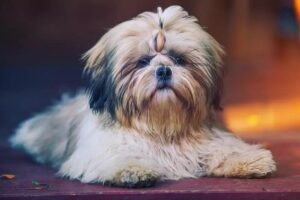 Cum să dresezi un Shih Tzu: sfaturi practice pentru un câine ascultător